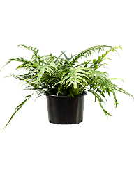 Easy-Care Basket Fern Aglaomorpha 'Jim' Indoor House Plants