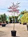 Acer pal. diss. 'Inaba-shidare'