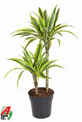 Colorful Corn Plant Dracaena fragrans 'Lemon Lime' Tall Indoor House Plants Trees
