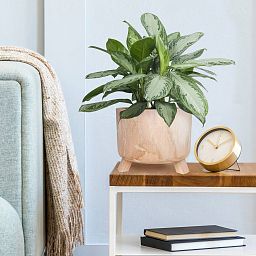 HORTICO GROWER Wooden House Planter with Legs, Indoor Plant Pot Stand with Waterproof Liner