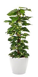 Easy-Care Fern Epipremnum aureum Golden Pothos in LECHUZA CLASSICO LS Self-watering Planter, Total Height 160 cm Indoor House Plants