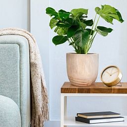 HORTICO RADIAL Wooden House Planter Round Indoor Plant Pot for House Plants with Waterproof Liner