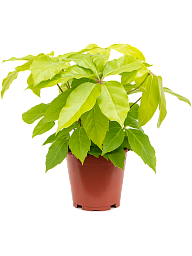 Cheerful Umbrella Tree Schefflera actinophylla 'Golden Amate' Indoor House Plants