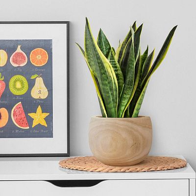 HORTICO ECO Wooden House Planter Round Indoor Plant Pot for House Plants with Waterproof Liner