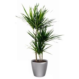 Dracaena Marginata in LECHUZA CLASSICO LS Self-watering Planter, Total Height 120 cm