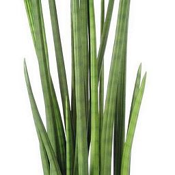 SANSEVIERIA CYLINDRICA Artificial Flower Plant