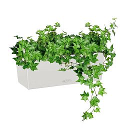 Ivy in LECHUZA BALCONERA Color Self-watering Planter, Total Height 50 cm