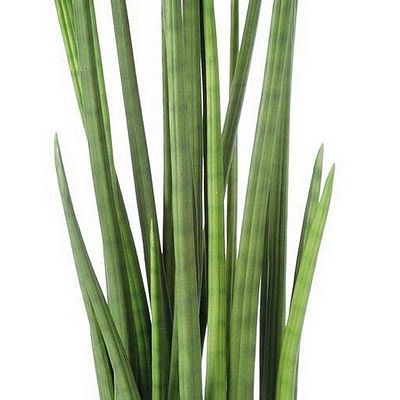 SANSEVIERIA CYLINDRICA Artificial Flower Plant