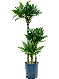Graceful Corn Plant Dracaena fragrans 'Black jack' Tall Indoor House Plants Trees