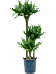 Graceful Corn Plant Dracaena fragrans 'Black jack' Tall Indoor House Plants Trees