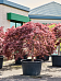 Acer pal. diss 'Crimson Queen'