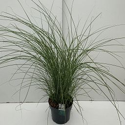 Easy-Care Maiden Grass Miscanthus sinensis 'Gracillimus' Indoor House Plants