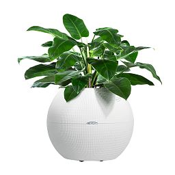 LECHUZA PURO Color Round Poly Resin Self-watering Planter