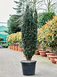 Taxus baccata 'Black Tower'