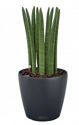 Sansevieria Cylindrica in LECHUZA CLASSICO Color Self-watering Planter, Total Height 55 cm