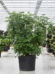Easy-Care Umbrella Tree Schefflera arboricola 'Compacta' Tall Indoor House Plants Trees