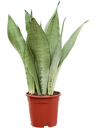 Easy-Care Snake Plant Sansevieria trifasciata 'Moonshine' Indoor House Plants