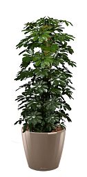 Schefflera Compacta (Nora) in LECHUZA CLASSICO LS Self-watering Planter, Total Height 160 cm