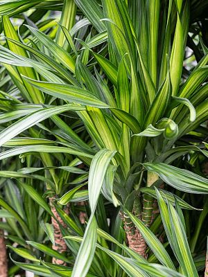 Easy-Care Corn Plant Dracaena fragrans 'Riki' Tall Indoor House Plants Trees