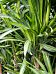 Easy-Care Corn Plant Dracaena fragrans 'Riki' Tall Indoor House Plants Trees