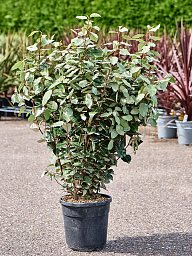 Elaeagnus ebbingei 'Compacta'