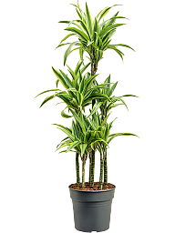 Colorful Corn Plant Dracaena fragrans 'Lemon Lime' Tall Indoor House Plants Trees