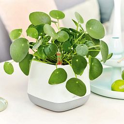 LECHUZA YULA Square Poly Resin Indoor Self-watering Planter