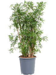 Lush Chinese Aralia (Polyscias) 'Ming' Indoor House Plants