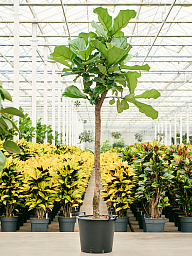 Lush Fiddle Leaf Fig Ficus lyrata Indoor House Plants