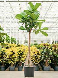 Lush Fiddle Leaf Fig Ficus lyrata Indoor House Plants