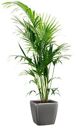 Howea Forsteriana in LECHUZA QUADRO LS Self-watering Planter, Total Height 160 cm