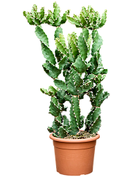 Euphorbia tortilis