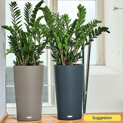 Lush ZZ Plant Zamioculcas zamiifolia Indoor House Plants