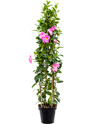 Colorful Brazilian Jasmine Dipladenia classic pink Indoor House Plants