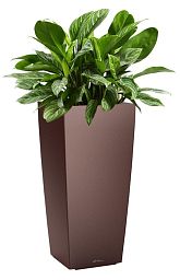 Aglaonema Stripes in LECHUZA CUBICO Self-watering Planter, Total Height 125 cm