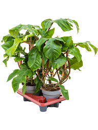 Lush Heart-Leaf Philodendron squamiferum Indoor House Plants