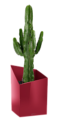 Euphorbia Ingens (Candelabra Tree) in LECHUZA CURSIVO Self-watering Planter, Total Height 110 cm