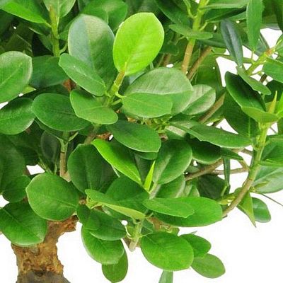 FICUS PANDA BONSAI Artificial Tree Plant