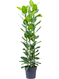 Lush Banyan Fig Ficus benghalensis 'Audrey' Indoor House Plants