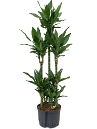 Easy-Care Corn Plant Dracaena fragrans 'Janet Lind' Tall Indoor House Plants Trees