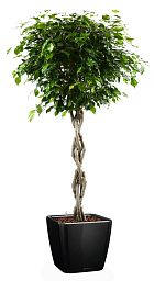 Braided Ficus Benjamina Exotica in LECHUZA QUADRO LS Self-watering Planter, Total Height 140 cm