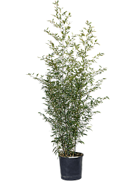 Easy-Care Bamboo Phyllostachys nigra Indoor House Plants
