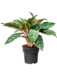 Aglaonema 'Dreamcatcher'