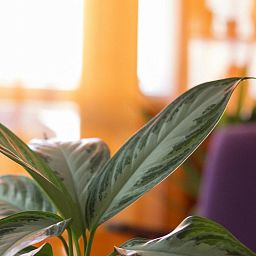 Aglaonema Silver Bay in LECHUZA CLASSICO LS Self-watering Planter, Total Height 90 cm