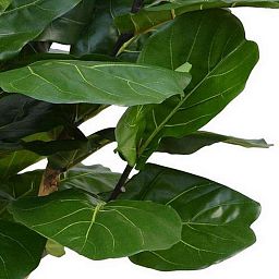 LYRATA DELUXE Artificial Tree Plant