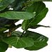 LYRATA DELUXE Artificial Tree Plant