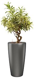 Dracaena Reflexa Song of India in LECHUZA RONDO Self-watering Planter, Total Height 160 cm