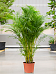 Lush Areca Palm Dypsis (Areca) lutescens Indoor House Plants