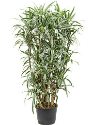 Graceful Dragon Tree Dracaena deremensis 'White Stripe' Indoor House Plants