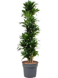 Easy-Care Corn Plant Dracaena fragrans 'Compacta' Indoor House Plants